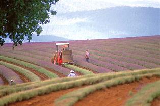 澳洲网红路,揭秘网红背后的生活与梦想